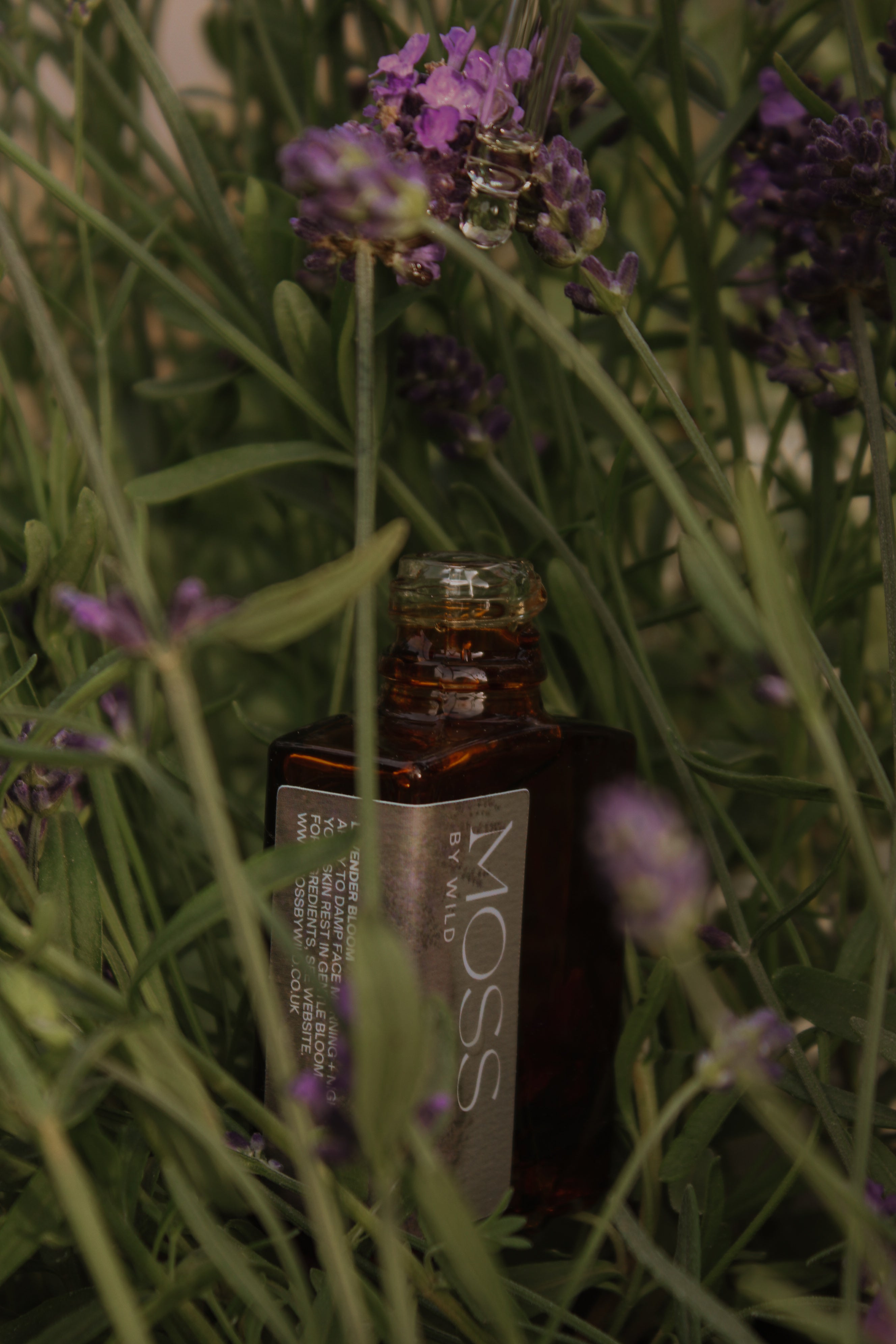 Lavender Bloom Face Oil / Natural + Vegan Face Oil