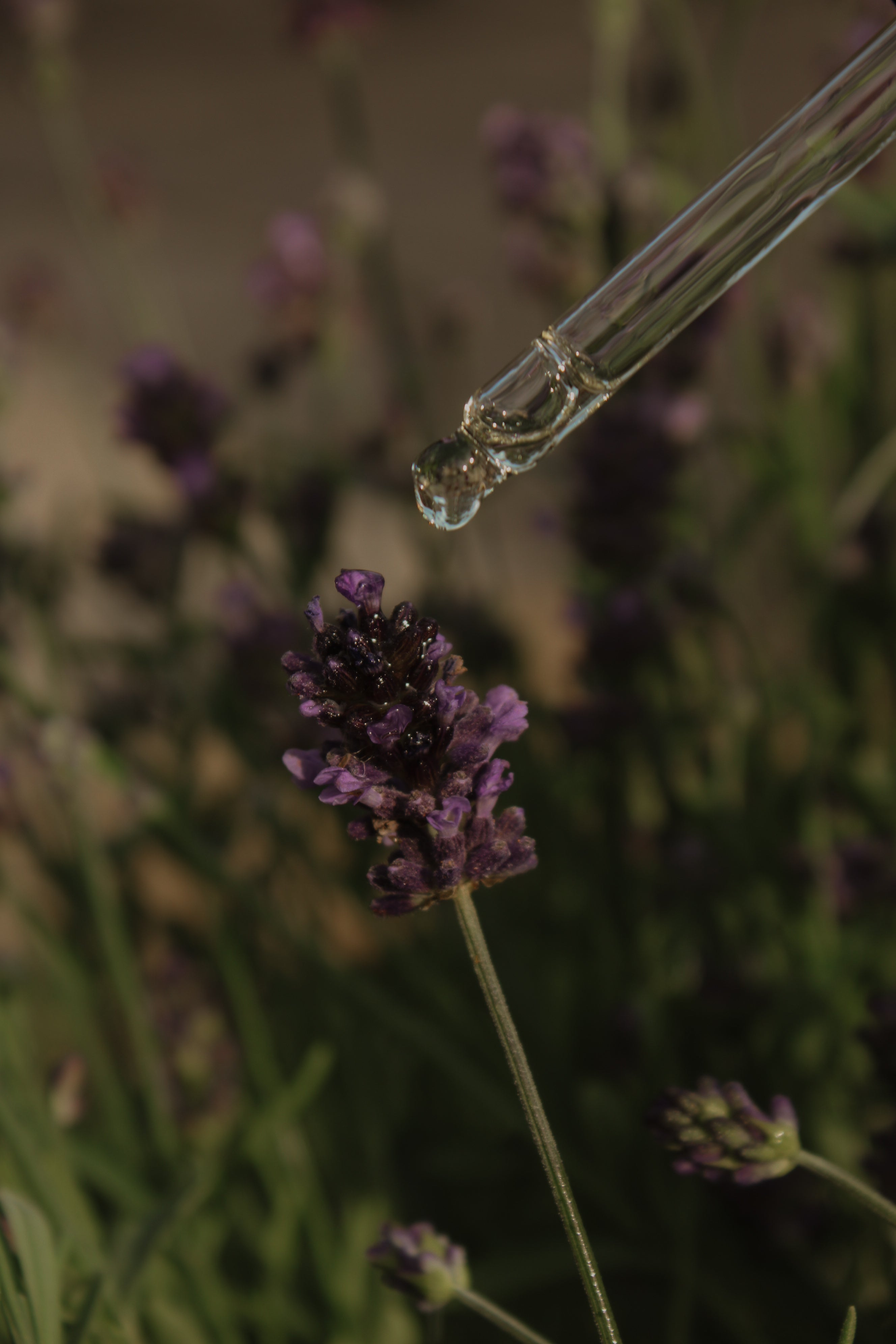 Lavender Bloom Face Oil / Natural + Vegan Face Oil