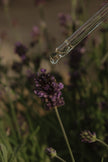 Lavender Bloom Face Oil / Natural + Vegan Face Oil
